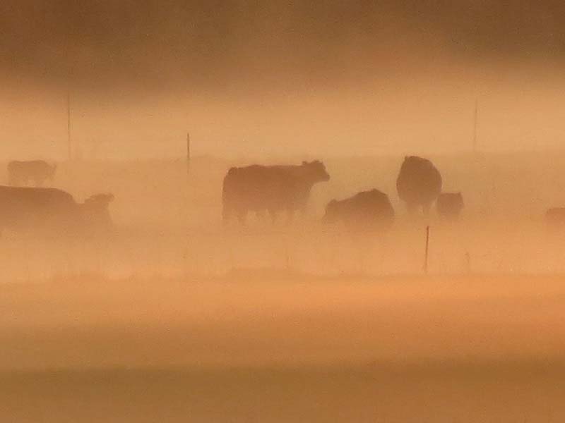 Kitty Kurtis Cattle Fog