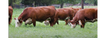 GMF Herefords on Pasture