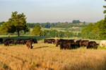 cattle
