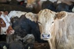 Feedlot Beef Cattle 
