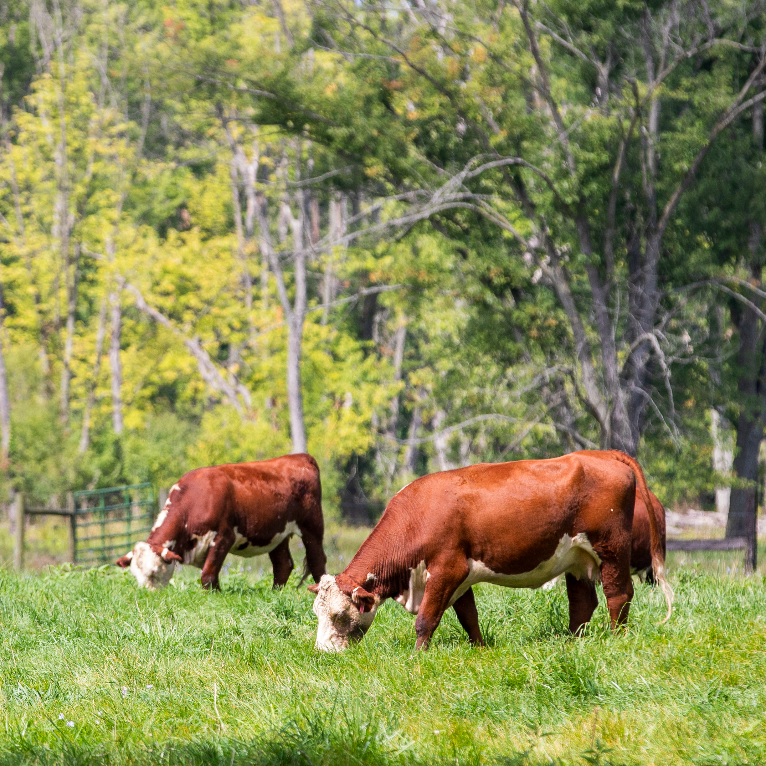 Grand Meadows Farm.jpg